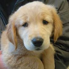 Golden retriever puppies for sale. Oakes Family Golden Retrievers Home Facebook