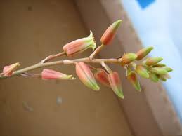 Image result for Aloe myriacantha