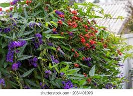 Image result for Hardenbergia comptoniana
