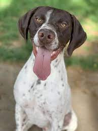 California german shorthaired pointer dog rescue group directory. Dog For Adoption Colter No Cats A German Shorthaired Pointer In Salt Lake City Ut Petfinder