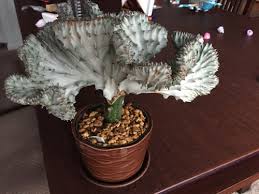 In this video i show you how to grow cactus from cuttings and babies so follow my tips which i give in this video for fast growth of your cactus cutting for. Coral Cactus