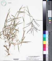 Image result for Cynodon nlemfuensis