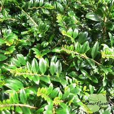 長榮~~【翠米茶】3.5吋盆柃木盆景庭園美化綠籬耐旱貧瘠潮濕的植物| Yahoo奇摩拍賣