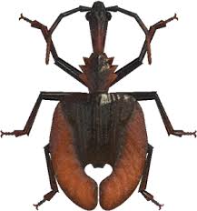 New horizons has a total of 80 insects, which is eight more than in animal crossing: Violin Beetle Animal Crossing Wiki Nookipedia