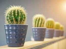Ayer me compre mi cactus y quisiera saber como cuidarlo (el agua q necesita cada cuanto, si hay q ponerlo al sol o no.osea reglas basicas del. Salva A Tu Cactus De La Muerte Es Mas Facil De Lo Que Crees