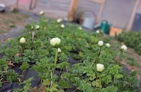 Pflegetipps Fur Ranunkeln Wachsende Hahnenfuss Bringen Sie Den Fruhling Mit Bringen Fruhling Hahnenfu Pfleget Ranunkel Bedeutung Von Blumen Fruhling