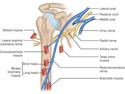Image result for Axillary Nerve Block
