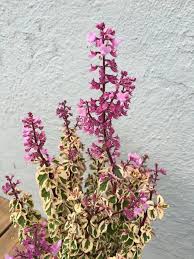 Image result for Syncolostemon