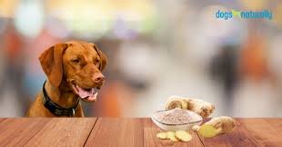 Though ginger should not poison your cat, it can be very easy to give them too much and trigger severe digestive discomfort—which definitely will not help your there are some conditions that may indicate that your cat should not eat ginger in ant quantities. 6 Ways Ginger Will Help Your Dog Dogs Naturally