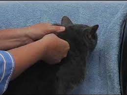 Loss of appetite frequently accompanies kidney disease. Giving An Injection To A Cat Youtube