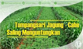Yang lebih menguntungkan lagi, satu tanaman bisa ditujukan bagi beberapa binatang. Tumpangsari Tanaman Jagung Cabe Saling Menguntungkan Tanilink