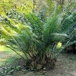 Image result for Encephalartos villosus