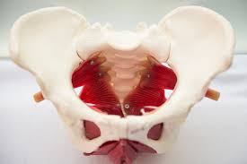 Aufbau der skelettmuskelfaser in stufenweiser vergrößerung, vom gesamtmuskel bis zur myofibrille. Leben Bewegt Physio Hebammenpraxis Blog Dein Beckenboden Wie Du Diesen Geheimen Muskel Richtig Trainierst