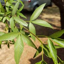 Image result for Searsia lancea