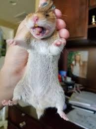 Golden brown fur with black cheek flashes, gray undercoat, ivory underside and gray ears. Pin By Janeb On Chicken Nugget The Brown And White Syrian Hamster Syrian Hamster Chicken Nuggets Hamster