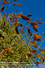 Image result for Millettia grandis