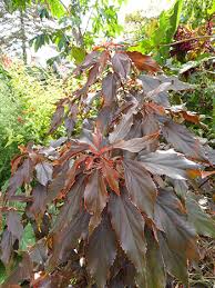 Image result for Acalypha polymorpha