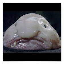 In the depths of the ocean they look more like an actual fish, and are virtually unrecognizable. Pin On My Saves