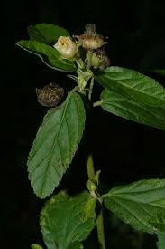 Image result for Sida serratifolia