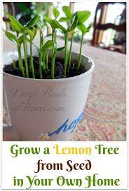 Grow A Lemon Tree From Seed In Your Own Home Lemon Tree From Seed Planting Lemon Seeds Potted Trees