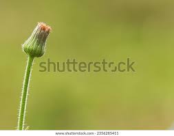 Image result for Emilia decipiens