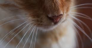 Maybe you would like to learn more about one of these? Les Moustaches Du Chat A Quoi Servent Elles