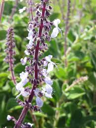 Image result for Plectranthus guruensis