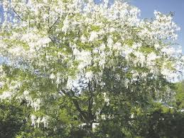 Experts cite favorite trees