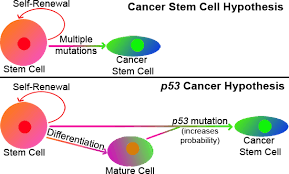Cancer Stem Cell