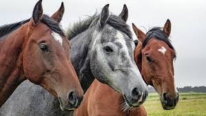 Cavalos", crônica de Tabajara Ruas - Revista Globo Rural | Cultura