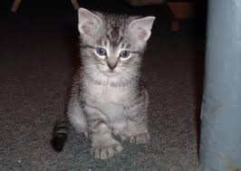 They did not know any of the people they passed on the stairs the american wife stood at the window looking out. 7 Things To Know About Polydactyl Cats