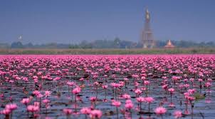 Red lotus thai restaurant is located near the cities of village of pelham, pelham, pelham manor, larchmont, and mt vernon. Thai Red Lotus Lake A Romantic Check In Spot Like A Fairy Tale Review