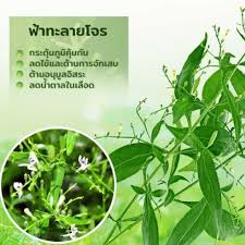 ฟ้าทะลายโจร กิฟฟารีน ( ยาสามัญประจำบ้าน ) ยาแผนโบราณ / ยาสามัญประจำบ้าน สรรพคุณ : à¸ª à¸‡à¸Ÿà¸£ à¸Ÿ à¸²à¸—à¸°à¸¥à¸²à¸¢à¹‚à¸ˆà¸£ à¹à¸„à¸›à¸‹ à¸¥ à¸ à¸Ÿà¸Ÿà¸²à¸£ à¸™ 50 à¹à¸„à¸›à¸‹ à¸¥ à¸ à¸Ÿà¸Ÿà¸²à¸£ à¸™à¸‚à¸­à¸‡à¹à¸— 100 à¸žà¸£ à¸­à¸¡à¸ª à¸‡à¸— à¸™à¸— Lazada Co Th