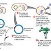 The process of changing the structure of the genes of a living thing in order to make it…. 1