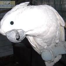 Umbrella Cockatoos For Sale