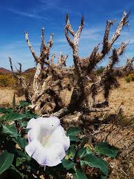 The mojave desert to the north and the colorado desert to the south. Joshua Tree Desert Bloom Photograph By Daniele Smith