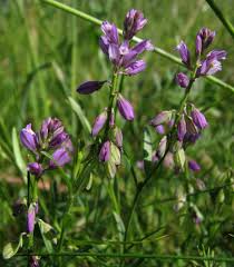 Image result for Polygala gazensis