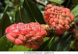 We did not find results for: Magnolia Fruit Ripe Fruit Of Magnolia Tree In Parma Italy Canstock