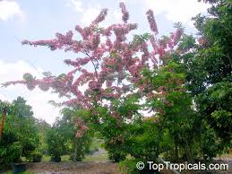 Image result for Cassia agnes