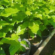 Image result for Clausena