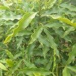 Image result for Vepris