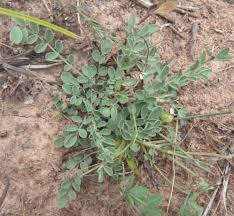 Image result for Volkiella disticha