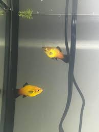 How To Tell The Platy Fish Male And Female Difference - Youtube
