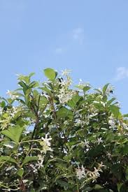 Exotic and indulgent, pink jasmine's heavenly perfume brings the ultimate in floral scents to the summer air. Trachelospermum Jasminoides Confederate Jasmine The Gardener The Gardener