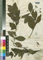 Image result for Cassinopsis