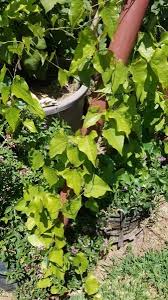 Image result for Dioscorea hirtiflora
