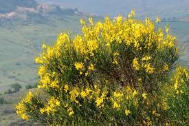 Produzione di piante da esterno in contenitore (arbusti della macchia mediterranea in particolare fruttiferi rosai piante aromatiche conifere) e forniture per realizzazioni di giardini in collaborazione con ditte esterne per la piantumazione ed irrigazione. La Ginestra Caratteristiche Botaniche E Usi Tradizionali Coltivazione Biologica