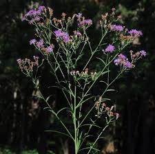 Image result for Vernonia meiostephana