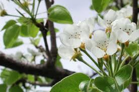 Un focus sulle principali piante fruttifere, dal melo al pesco. Il Pero Un Albero Da Frutto Comune Giardinaggio Piante E Fiori