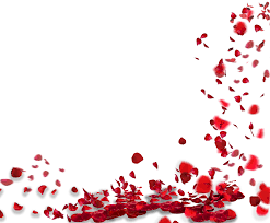 Rose Petals Transparent Png Rose Petals Falling Pink And Red Flower Free Transparent Png Logos #autumn #fall #pink leaves #leaves #photography. rose petals transparent png rose